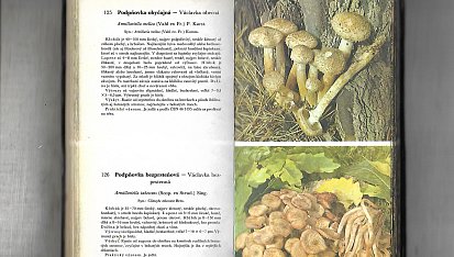 Řízky z václavek