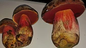 Houbová omáčka s kuřecím a hřiby kováři