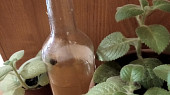 Rýmovníkový sirup