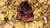 Bramborová "květina" se slaninovým středem