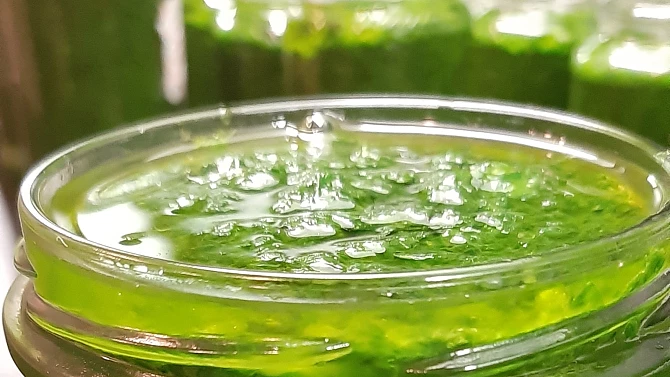 Pesto medvědí