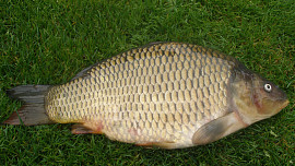 Kapří filet na grilu