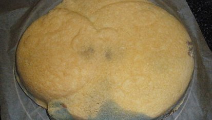 Dort beruška, upečený a vychladlý korpus. Forma kupovaná