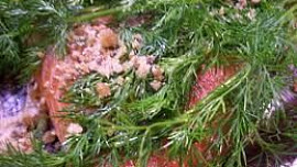 Losos gravlax