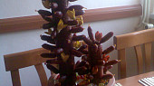 Kvetoucí kaktus
