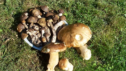 Houby ve slaném nálevu podle Marty, špičníky a hřiby