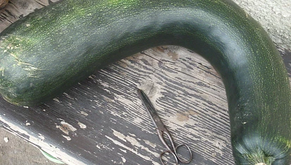 Cuketovo-bramborový nákyp s mletým masem a houbami, nůžky mají 15cm :)