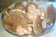 Rožovky-Masáci