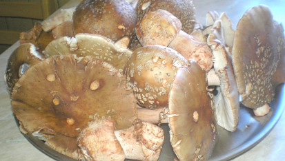 Dršťkovka z růžovek - masáků, Rožovky-Masáci