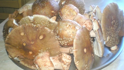 Dršťkovka z růžovek - masáků, Rožovky-Masáci