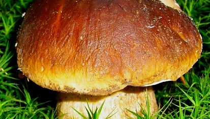 Vepřové karé s houbovým ragů, Vepřové karé s houbovým ragů