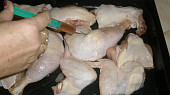 Očkované kuře pod nádivkou