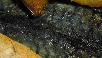 Restovaná makrelová filátka na přepuštěném másle, Restovaná makrelová filátka na přepuštěném másle