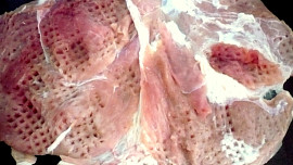 Vepřová roláda s paprikami