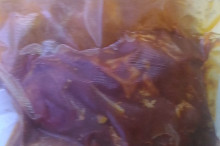 Koleno připravené na sous vide a v sobotu spolu se žebírky šup do udírny
