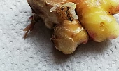 Rebarborový jam jemně pikantní