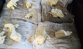 Candát na másle a bylinkové soli s kmínem