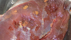 Kachní prsa jako minutka