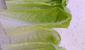 Kuřecí tacos