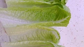 Kuřecí tacos