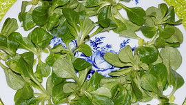 Žampionový salát se zeleninou