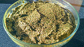 Bršlicové pesto