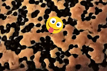 Borůvková je moc dobrá