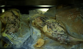 Králičí rolky sous-vide v kabátku z pancetty, Vakuovaný králík připravený na sous-vide vaření
