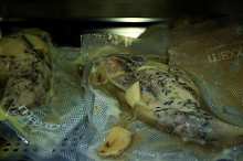 Vakuovaný králík připravený na sous-vide vaření