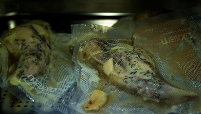 Králičí rolky sous-vide v kabátku z pancetty, Vakuovaný králík připravený na sous-vide vaření