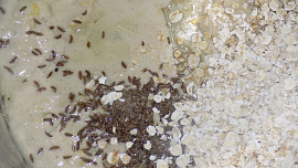 Kapustová polévka s droždím