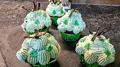 Čokoládovo-mátové cupcakes
