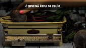 Červená řepa se zelím