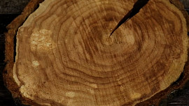 Steaky z vepřové panenky se zeleninou