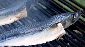 Grilované makrely