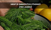 Sirup ze smrkových výhonků (pro Janinu)