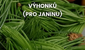 Sirup ze smrkových výhonků (pro Janinu)