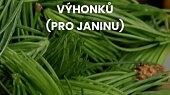 Sirup ze smrkových výhonků (pro Janinu)