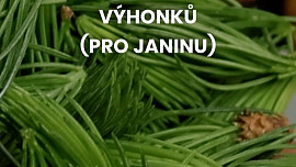 Sirup ze smrkových výhonků (pro Janinu)