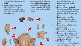 Kuřecí horní stehna v marinádě, pečená na cibuli a mrkvi v pečence