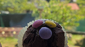 Muffiny s kousky čokolády
