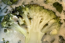 Brokolicova