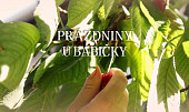 Hrníčková bábovka od babičky
