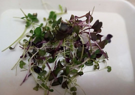 Avokádo s červenou řepou a fíkovým balsamico krémem