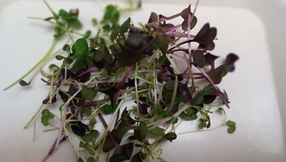 Avokádo s červenou řepou a fíkovým balsamico krémem