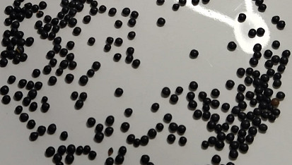 Polévka z čočky beluga