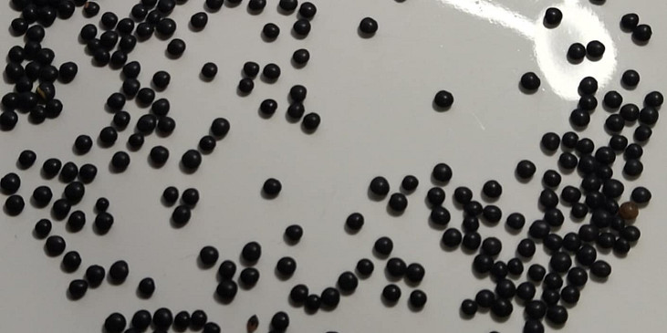 Polévka z čočky beluga