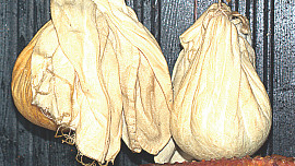 Sýr pánů chalupářů z Cetule