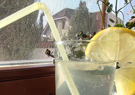 Bezovinea (Bezový drink s Vineou)