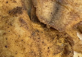 Tilapie (Tilapia♥️)